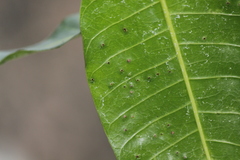 Procontarinia matteiana