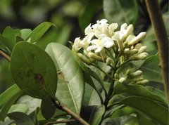 Melodinus suaveolens