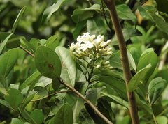 Melodinus suaveolens