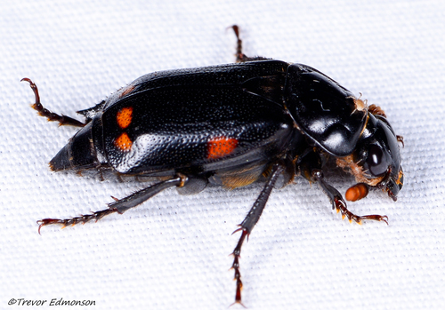 Pustulated Carrion Beetle photo 3