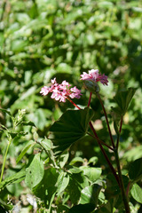 Begonia bracteosa