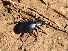 Carabus germarii