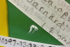 Dulichiopsis barnardi