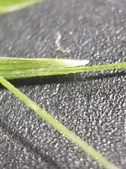 Melica smithii