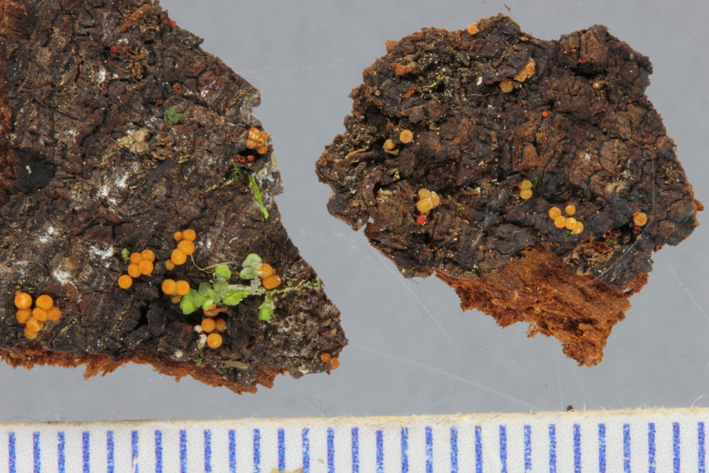 Nectria egmontensis