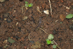 Chondromorpha xanthotricha