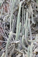 Cleistocactus pungens