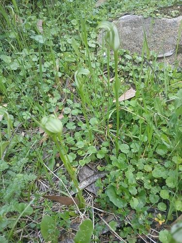 Image of Pterostylis monticola by (c) Leon Perrie, some rights reserved (CC BY)
