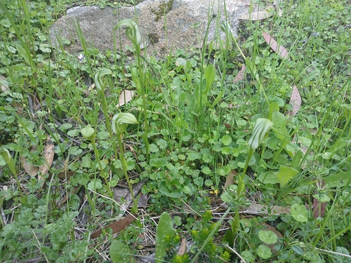 Image of Pterostylis monticola by (c) Leon Perrie, some rights reserved (CC BY)