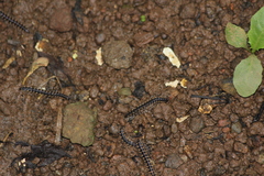 Chondromorpha xanthotricha