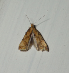 Brachmia blandella
