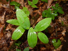 Uvularia perfoliata