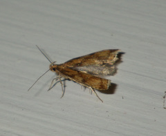 Brachmia blandella