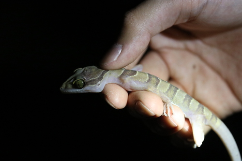 Cyrtodactylus intermedius observed 2024-12-17
