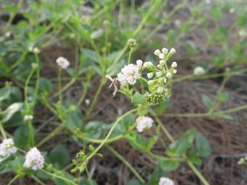 Boerhavia albiflora observed 2024-12-17