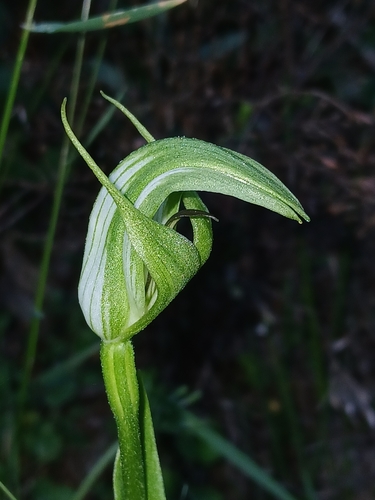 Image of Pterostylis monticola by (c) naturewatchwidow, some rights reserved (CC BY)