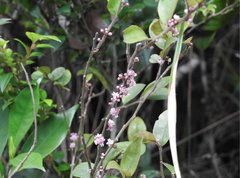 Ilex pubescens
