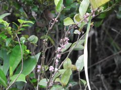 Ilex pubescens