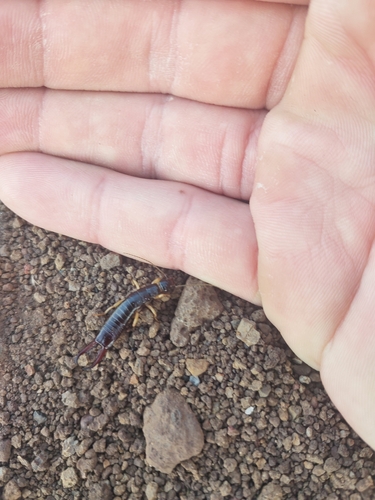 Photo of Giant Canary Earwig (Canarilabis maxima)