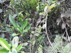 Ilex pubescens