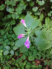 Clinopodium grandiflorum