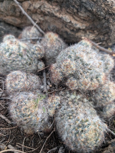 Mammillaria prolifera observed 2024-12-15
