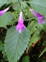 Clinopodium grandiflorum