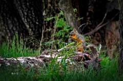 Sciurus nayaritensis