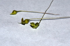 Echinochloa oryzoides