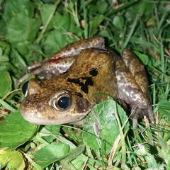 Rana temporaria