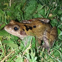 Rana temporaria