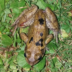 Rana temporaria