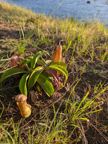 Image of Nepenthes mirabilis by (c) 陳德範（Chen, De-Fan）, some rights reserved (CC BY)