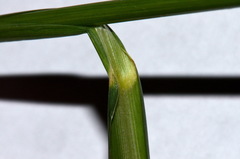 Echinochloa oryzoides