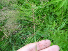 Dichanthelium implicatum