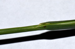 Echinochloa oryzoides