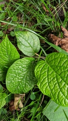 Piper auritum