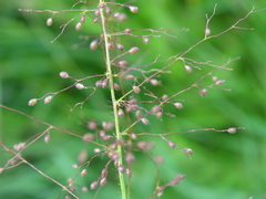 Dichanthelium implicatum