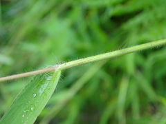 Dichanthelium implicatum