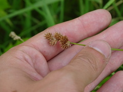 Carex molesta