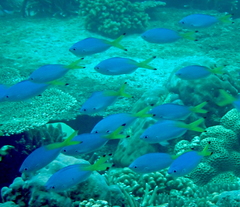 Caesio lunaris