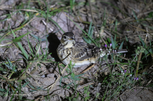 Richard's Pipit, Hainan, CN-HA, CN, photo 8 of 10