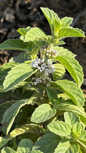 Mentha × gentilis iNat (1)