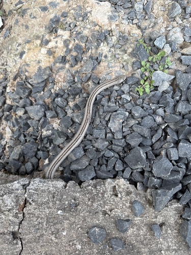 Striped Kukri Snake