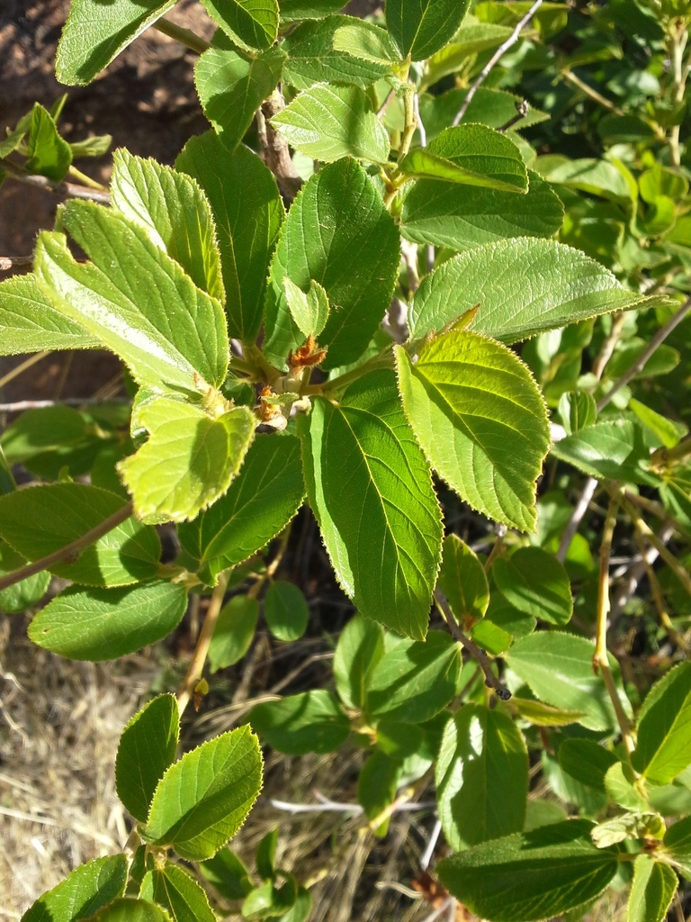 Colubrina stricta