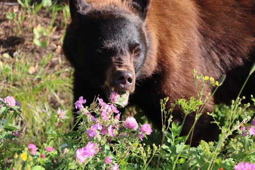 American Black Bear photographed in Montana
