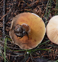 Suillus lakei