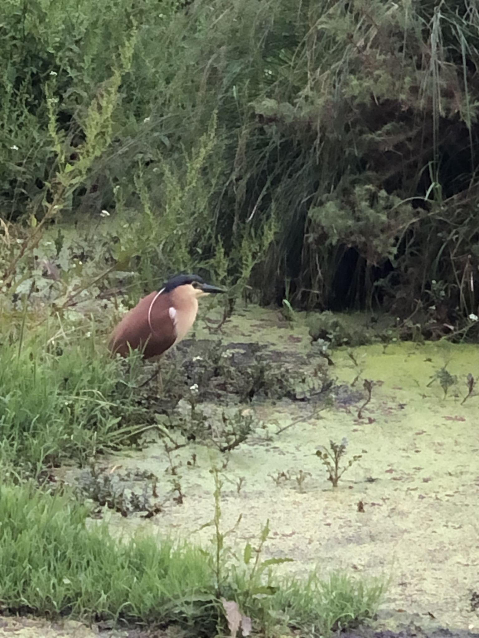Nankeen Night Heron illustration
