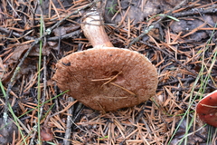 Suillus lakei