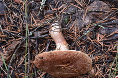 Suillus lakei